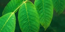خواص برگ گردو خیراندیش در طب سنتی برای مردان و زنان