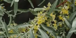 خواص برگ سنجد خیراندیش در طب سنتی برای مردان و زنان
