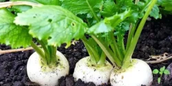 خواص برگ شلغم خیراندیش در طب سنتی برای مردان و زنان