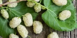 خواص برگ توت خیراندیش در طب سنتی برای مردان و زنان