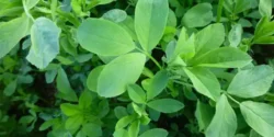 خواص برگ یونجه خیراندیش در طب سنتی برای مردان و زنان