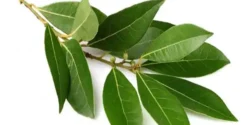 خواص برگ بو برای مردان و زنان در طب سنتی مدرن