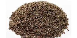 خواص بزرک خیراندیش در طب سنتی برای مردان و زنان