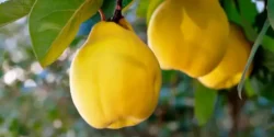خواص به برای مردان و زنان در طب سنتی مدرن