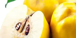 خواص به دانه خیراندیش در طب سنتی برای مردان و زنان