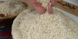 خواص برنج عنبربو خیراندیش در طب سنتی برای مردان و زنان