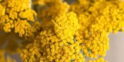 خواص بومادران برای مردان و زنان در طب سنتی مدرن