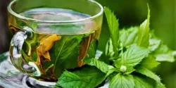 خواص چای پونه خیراندیش در طب سنتی برای مردان و زنان