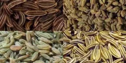 خواص چهار زیره خیراندیش در طب سنتی برای مردان و زنان