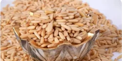 خواص چلغوز خیراندیش در طب سنتی برای مردان و زنان
