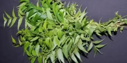 خواص چریش خیراندیش در طب سنتی برای مردان و زنان