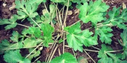 خواص چوچاق خیراندیش در طب سنتی برای مردان و زنان
