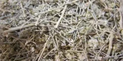 خواص چوغان خیراندیش در طب سنتی برای مردان و زنان