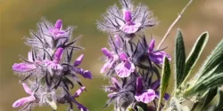 خواص دمنوش چای کوهی خیراندیش در طب سنتی برای مردان و زنان