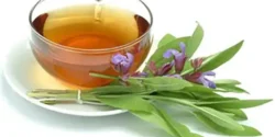 خواص دمنوش مریم گلی خیراندیش در طب سنتی برای مردان و زنان