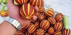 خواص دستنبو خیراندیش در طب سنتی برای مردان و زنان