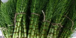 خواص دم اسب خیراندیش در طب سنتی برای مردان و زنان