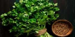 خواص گشنیز خیراندیش در طب سنتی برای مردان و زنان