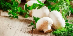 خواص قارچ چتری خیراندیش در طب سنتی برای مردان و زنان