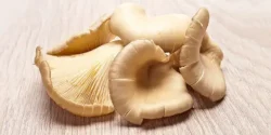 خواص قارچ صدفی خیراندیش در طب سنتی برای مردان و زنان