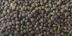 خواص قره ماش خیراندیش در طب سنتی برای مردان و زنان