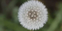 خواص قاصدک خیراندیش در طب سنتی برای مردان و زنان