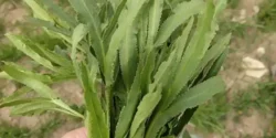 خواص غازیاغی خیراندیش در طب سنتی برای مردان و زنان