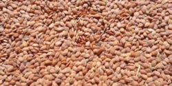 خواص قدومه خیراندیش در طب سنتی برای مردان و زنان