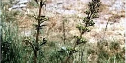 خواص گیاه تشنه داری خیراندیش در طب سنتی برای مردان و زنان