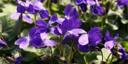 خواص گل بنفشه خیراندیش در طب سنتی برای مردان و زنان
