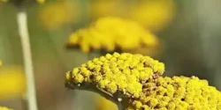 خواص گل برنجاس خیراندیش در طب سنتی برای مردان و زنان