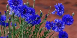 خواص گل گندم خیراندیش در طب سنتی برای مردان و زنان