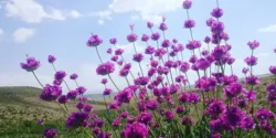 خواص گل اروانه خیراندیش در طب سنتی برای مردان و زنان