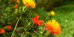 خواص گلرنگ خیراندیش در طب سنتی برای مردان و زنان