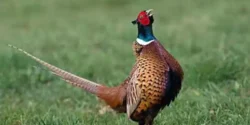خواص گوشت قرقاول خیراندیش در طب سنتی برای مردان و زنان