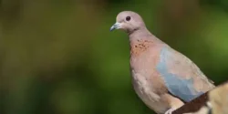 خواص گوشت قمری خیراندیش در طب سنتی برای مردان و زنان