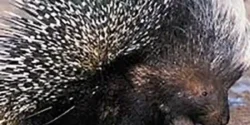 خواص گوشت خارپشت خیراندیش در طب سنتی برای مردان و زنان