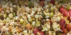 خواص هفت جوانه خیراندیش در طب سنتی برای مردان و زنان