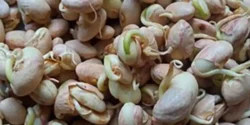 خواص جوانه لوبیا خیراندیش در طب سنتی برای مردان و زنان