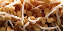 خواص جوانه شنبلیله خیراندیش در طب سنتی برای مردان و زنان