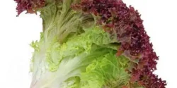 خواص کاهو فرانسوی خیراندیش در طب سنتی برای مردان و زنان