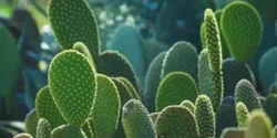 خواص کاکتوس خیراندیش در طب سنتی برای مردان و زنان
