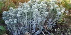 خواص کلپوره خیراندیش در طب سنتی برای مردان و زنان