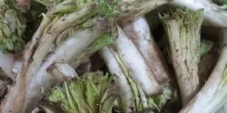 خواص کنگر کوهی خیراندیش در طب سنتی برای مردان و زنان