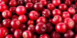 خواص کرن بری خیراندیش در طب سنتی برای مردان و زنان