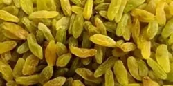 خواص کشمش سبز خیراندیش در طب سنتی برای مردان و زنان