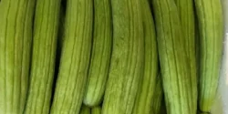خواص خیار چنبر خیراندیش در طب سنتی برای مردان و زنان