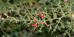 خواص خارشتر خیراندیش در طب سنتی برای مردان و زنان