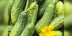 خواص خیار خاردار خیراندیش در طب سنتی برای مردان و زنان