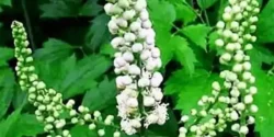 خواص کوهوش سیاه خیراندیش در طب سنتی برای مردان و زنان